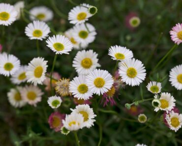 12 low maintenance plants that will tolerate neglect