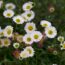 12 low maintenance plants that will tolerate neglect