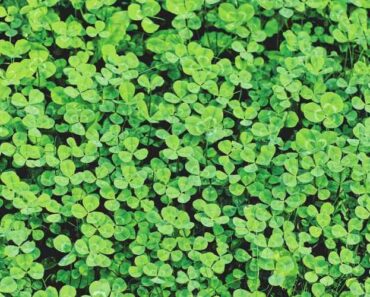 7 Easy Ways to Add Nitrogen to Your Garden Soil