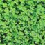 7 Easy Ways to Add Nitrogen to Your Garden Soil