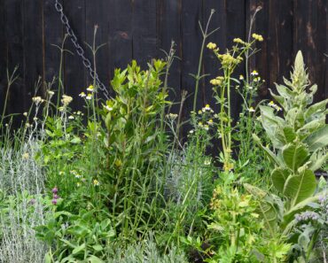 9 easy tricks Chelsea Designers swear by – they make your garden feel HUGE 9 easy tricks Chelsea Designers swear by – they make your garden feel HUGE