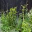 9 easy tricks Chelsea Designers swear by – they make your garden feel HUGE