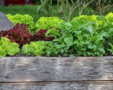 9 Ways to Fill Raised Bed Gardens Cheaply 9 Ways to Fill Raised Bed Gardens Cheaply