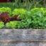 9 Ways to Fill Raised Bed Gardens Cheaply