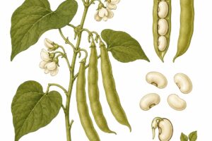 Are Legumes Vegetables? What’s the Difference — and Does It Matter?