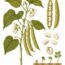 Are Legumes Vegetables? What’s the Difference — and Does It Matter?