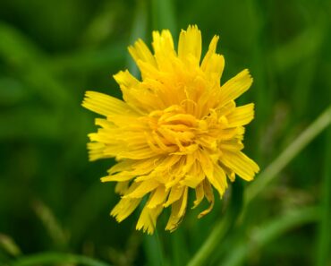 Are these NIGHTMARE weeds lurking in your garden? Here’s what to do, says garden writer Hazel Sillver