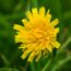 Are these NIGHTMARE weeds lurking in your garden? Here’s what to do, says garden writer Hazel Sillver