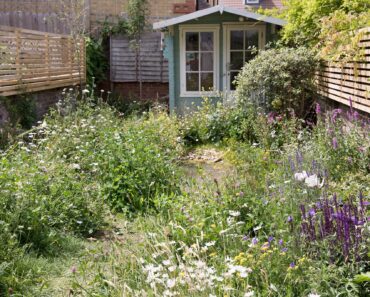 Beyond No Mow May: six wildlife wins that last all year