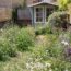 Beyond No Mow May: six wildlife wins that last all year