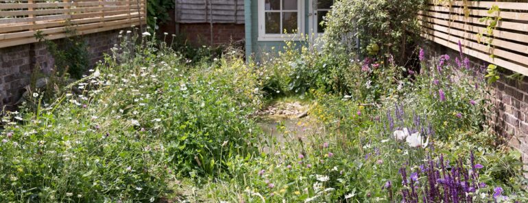 Beyond No Mow May: six wildlife wins that last all year