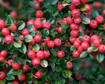 BULLIES! 20 thuggish, fast-spreading garden centre plants that make your garden look APOCALYPTIC BULLIES! 20 thuggish, fast-spreading garden centre plants that make your garden look APOCALYPTIC