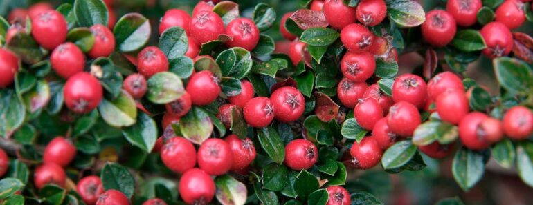 BULLIES! 20 thuggish, fast-spreading garden centre plants that make your garden look APOCALYPTIC BULLIES! 20 thuggish, fast-spreading garden centre plants that make your garden look APOCALYPTIC