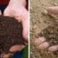 Compost vs. Soil: What’s the Difference — and When Should You Use Each?