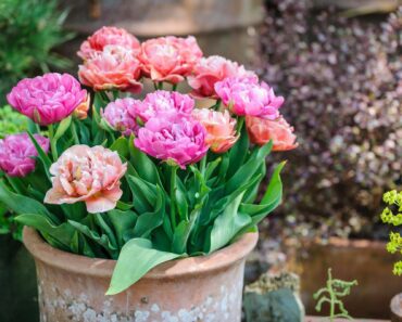 Do all your potted plants DIE? Try these 15 expert-picked varieties that thrive Do all your potted plants DIE? Try these 15 expert-picked varieties that thrive