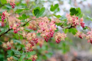 Early flowering shrubs to prune now, and how to do it