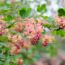 Early flowering shrubs to prune now, and how to do it