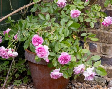 Everything in pots DYING? Try these 10 winning varieties
