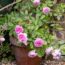 Everything in pots DYING? Try these 10 winning varieties