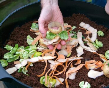 Five budget-friendly hacks to keep rats out of your garden Five budget-friendly hacks to keep rats out of your garden