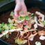 Five budget-friendly hacks to keep rats out of your garden