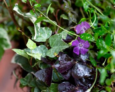 Forget weeding! Our top 20 gorgeous plants will out-compete them easily Forget weeding! Our top 20 gorgeous plants will out-compete them easily