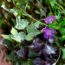 Forget weeding! Our top 20 gorgeous plants will out-compete them easily