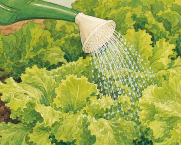 How Often to Water Lettuce — By Growth Stage, Season & Container How Often to Water Lettuce — By Growth Stage, Season & Container