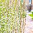 How to grow pussy willow