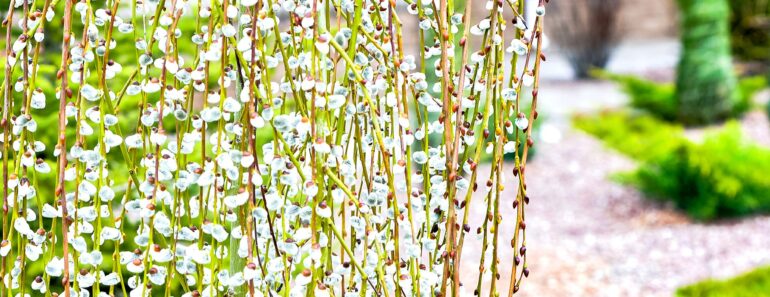 How to grow pussy willow How to grow pussy willow