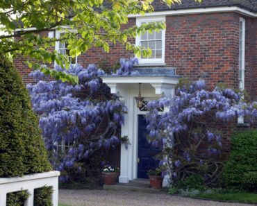 How to grow wisteria