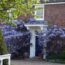 How to grow wisteria