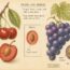 Is a Cherry a Berry? No — And the Real Answer Is Weirder Than You Think