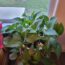 Quick Tip: Add Plants to Your Workspace
