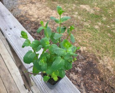 Quick Tip: Grow These Plants in a Shaded Flower Garden