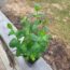 Quick Tip: Grow These Plants in a Shaded Flower Garden