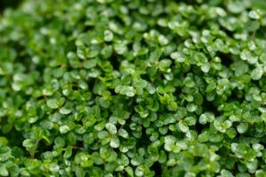 Ranked! The 9 WORST invasive plants that could TAKE OVER your garden – by expert Jane Moore