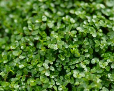 Ranked! The 9 WORST invasive plants that could TAKE OVER your garden – by expert Jane Moore Ranked! The 9 WORST invasive plants that could TAKE OVER your garden – by expert Jane Moore