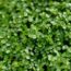 Ranked! The 9 WORST invasive plants that could TAKE OVER your garden – by expert Jane Moore