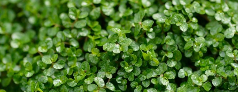Ranked! The 9 WORST invasive plants that could TAKE OVER your garden – by expert Jane Moore Ranked! The 9 WORST invasive plants that could TAKE OVER your garden – by expert Jane Moore