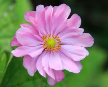 Serial plant-killer? Try these 10 unstoppable stalwarts, says garden writer Francesca Clarke