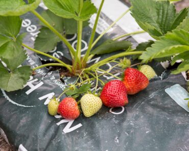 The best eight planters and containers for strawberries