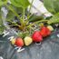 The best eight planters and containers for strawberries