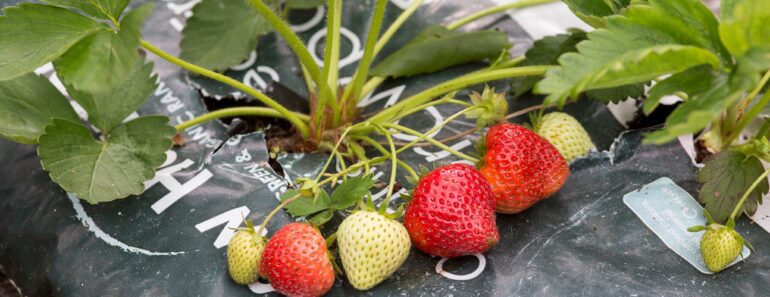 The best eight planters and containers for strawberries