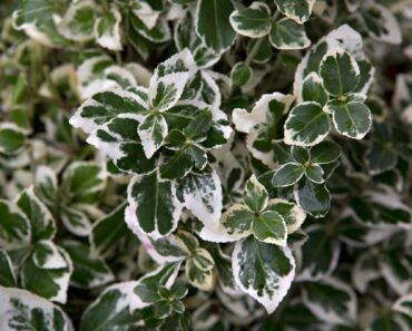 UNKILLABLE! 20 tough ‘superplants’ that just grow and grow and GROW, almost anywhere