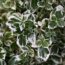 UNKILLABLE! 20 tough ‘superplants’ that just grow and grow and GROW, almost anywhere