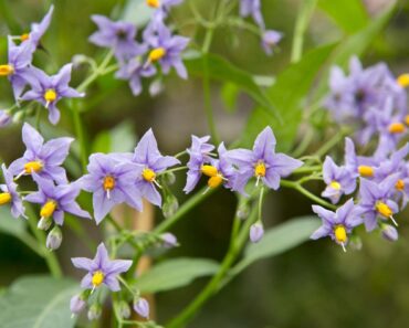 Want to cover your fence fast? Try these 14 expert-picked SPEEDY climbers Want to cover your fence fast? Try these 14 expert-picked SPEEDY climbers
