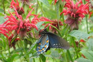 17 Flowers That Attract Pollinators to Your Garden