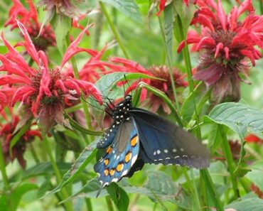 17 Flowers That Attract Pollinators to Your Garden 17 Flowers That Attract Pollinators to Your Garden