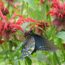 17 Flowers That Attract Pollinators to Your Garden